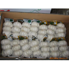 New Crop Fresh Good Quality Normal White Garlic